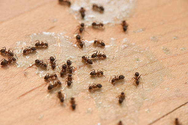 Best Commercial Pest Control Services  in Charleston, IL