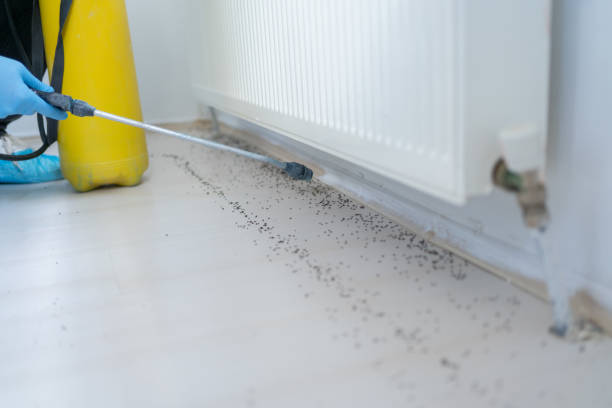Best Ant Control Services  in Charleston, IL
